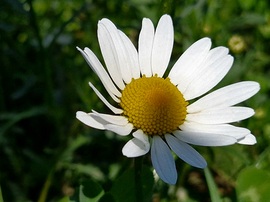 Margaréta kisvirág