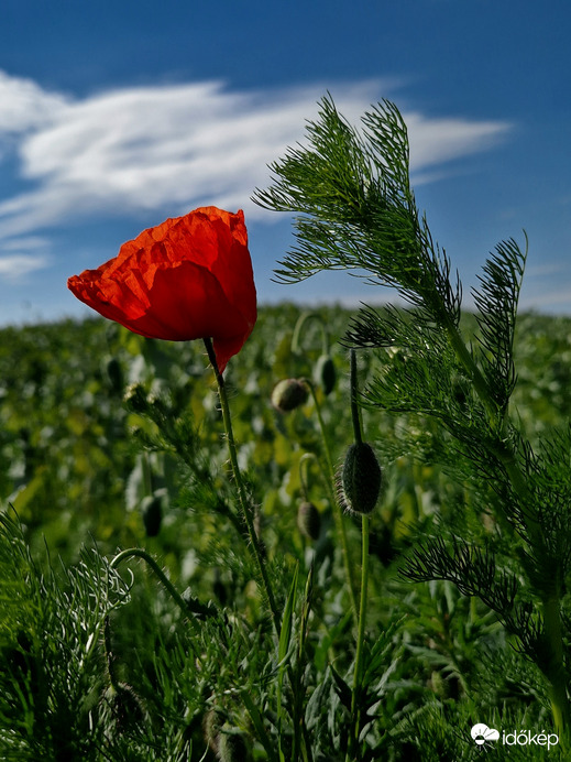 A mezei virágok királynője