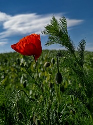 A mezei virágok királynője