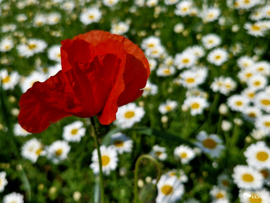 Szélben hajladozó pipacs 