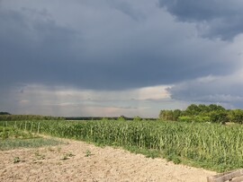 Beregsurány