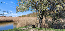 Sóstó - részlet