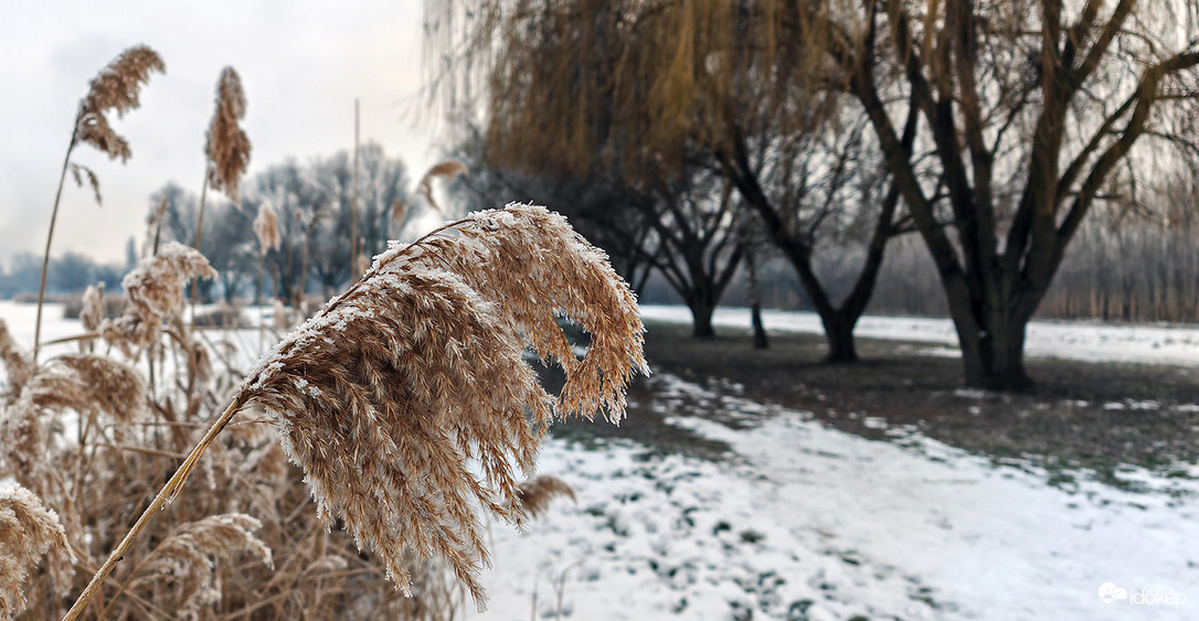 Téli nád (Palotavárosi tavak)