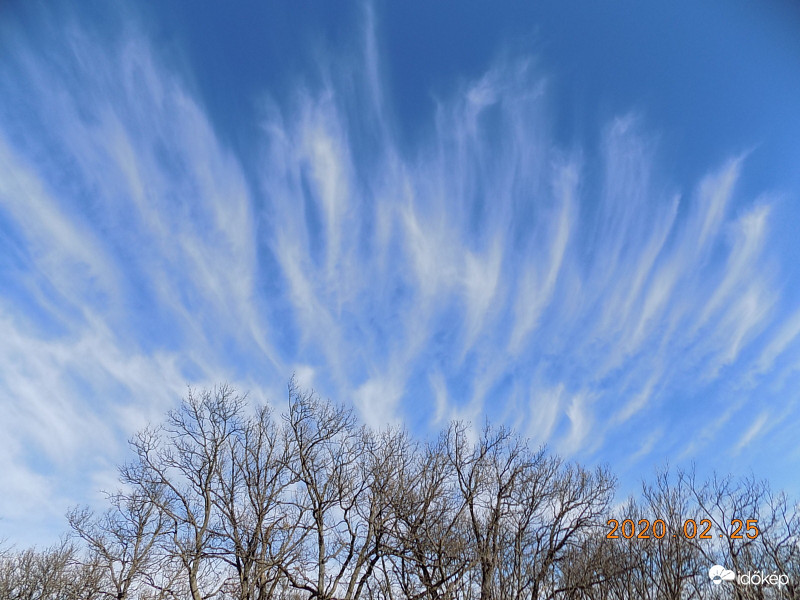A fák szárnyaló gondolatai.