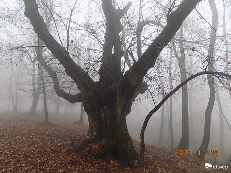 Öreg hárs a ködben.
