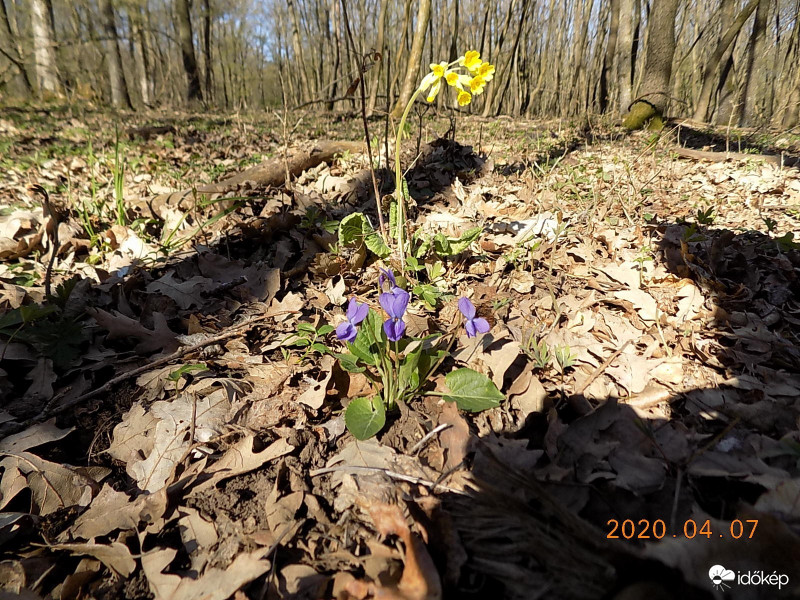 Ibolya tavaszi kankalinnal.