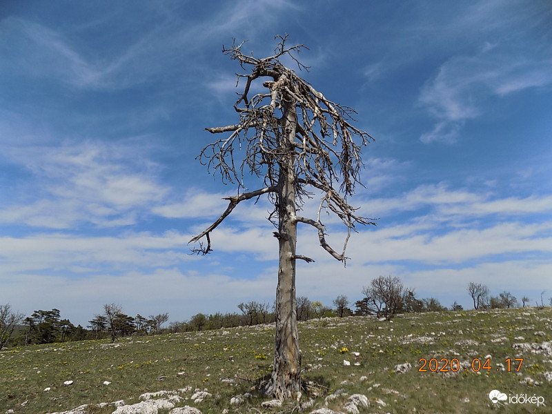 Holt fa fátylakkal.