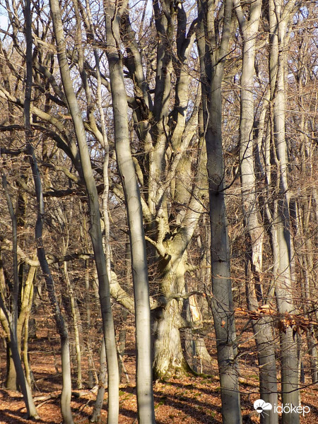 A király az utódokkal
