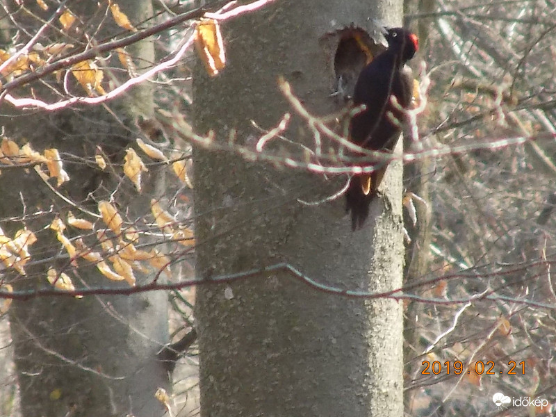 Fészkelési előkészületek.