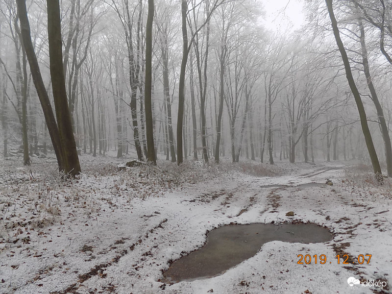 Téli bükkös.