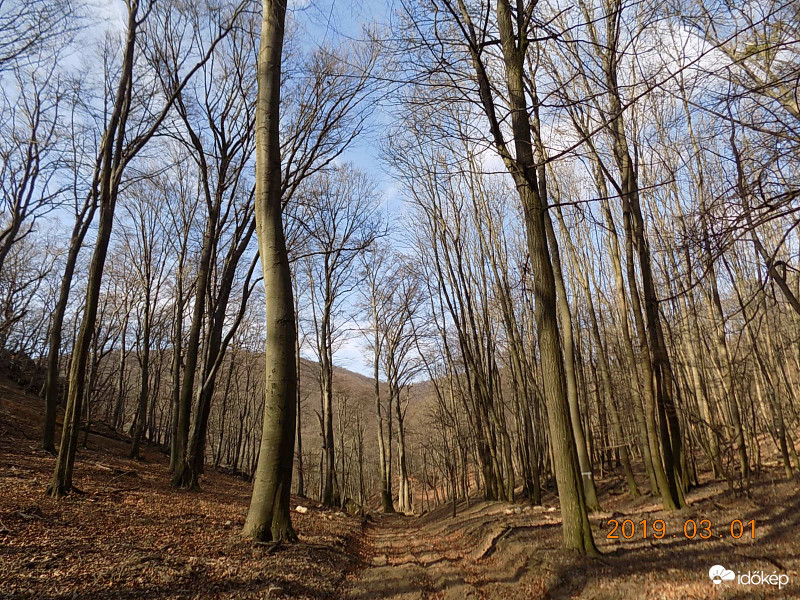 Kora tavaszi bükkös.