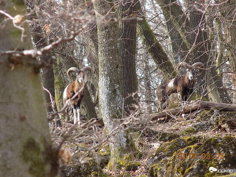 Muflonkosok.