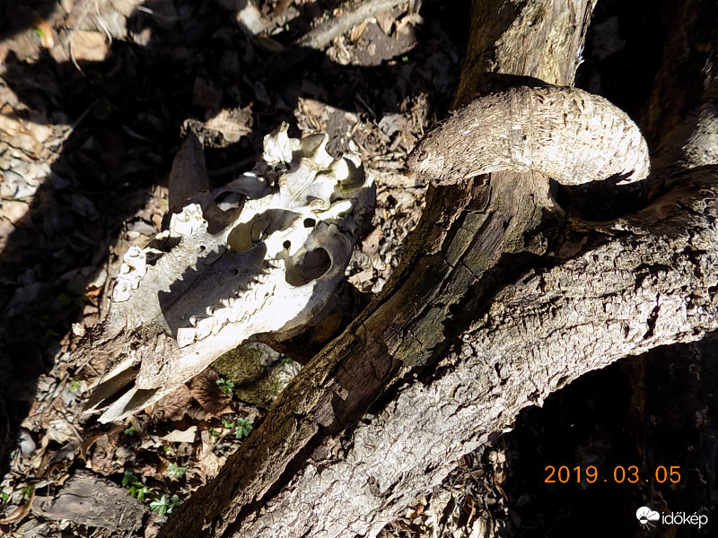 Fába szorult muflon 2.