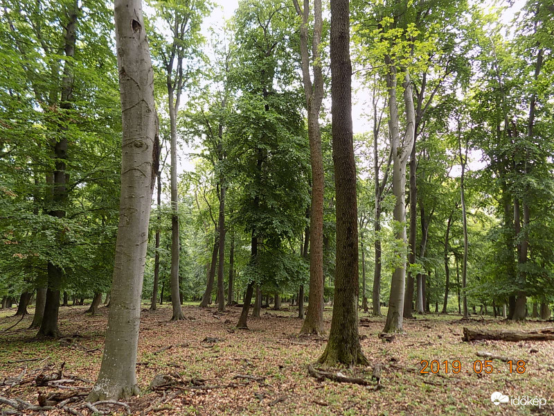 Öreg, elegyes bükkös a Bakonyban.