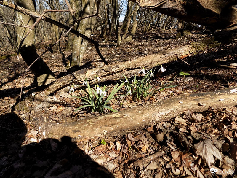 Megkésett hóvirdzsik