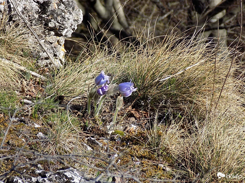 Leánykökörcsinek a bakonyi Burok-völgy peremén.
