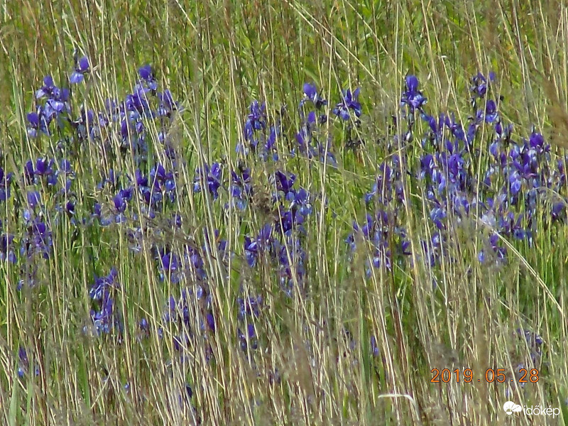 Szibériai nőszirom.