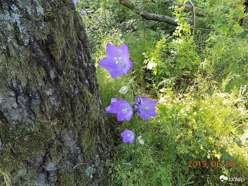 Baracklevelű harangvirág.