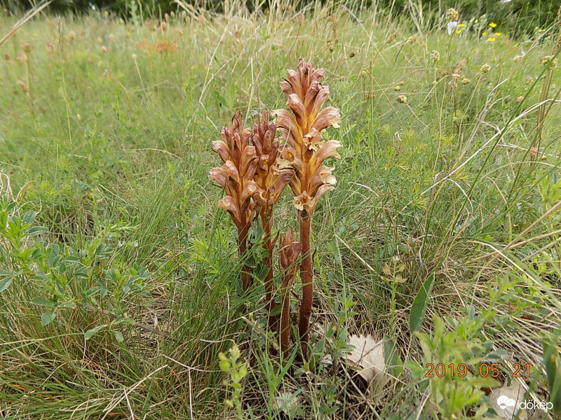 Madárfészek kosbor