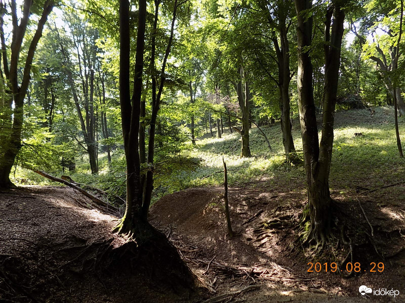 Idős bükkös. Bakony.