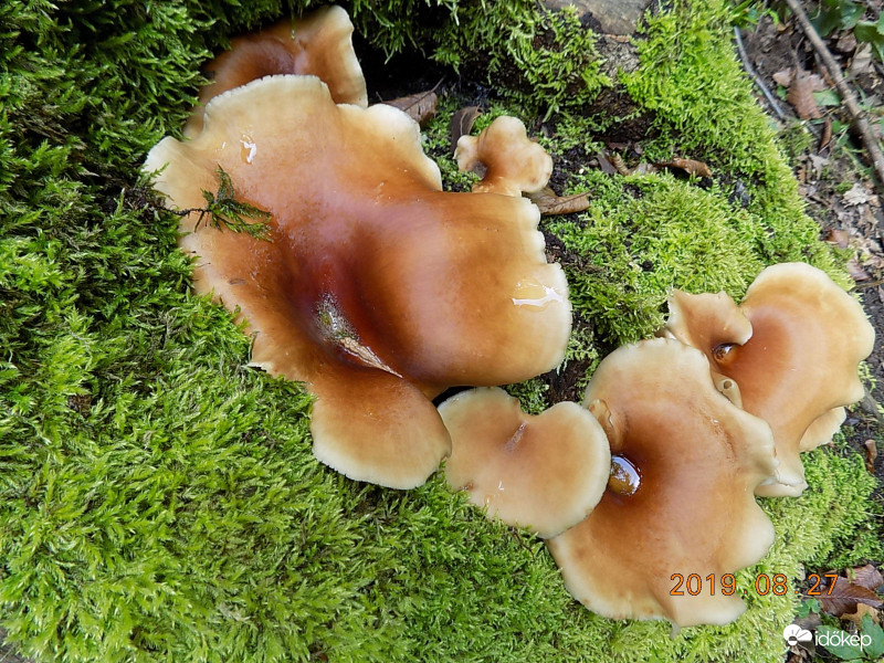 Mohos-gombás madáritató.