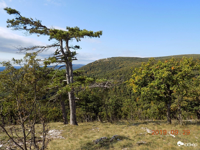 Viharvert feketefenyő.