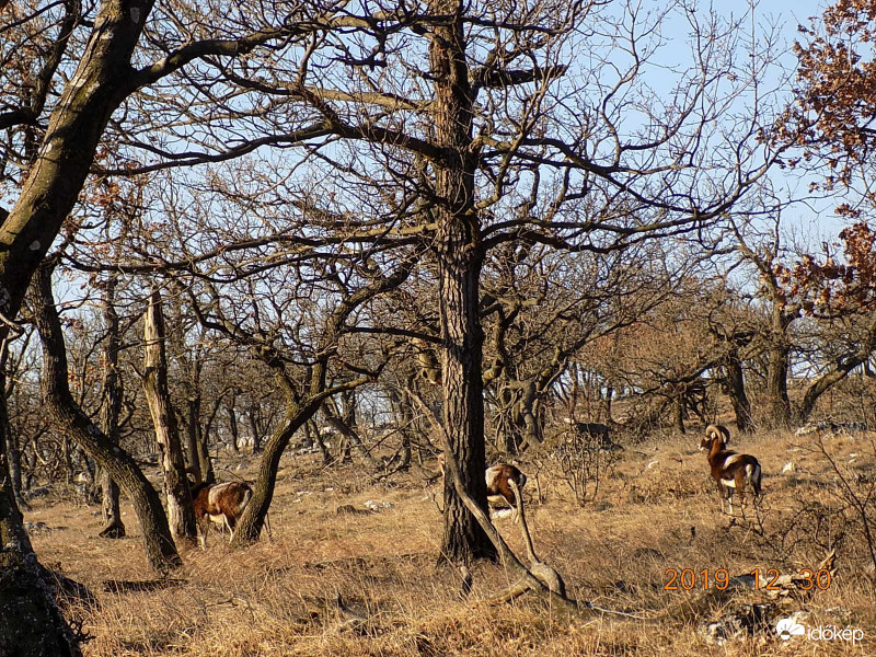 Tölgy muflonokkal.