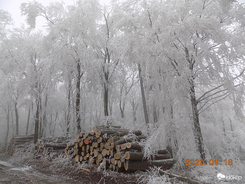 Bükk-zúzmara kombináció.