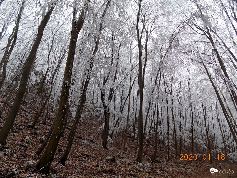 "Csipkés" bükkös.