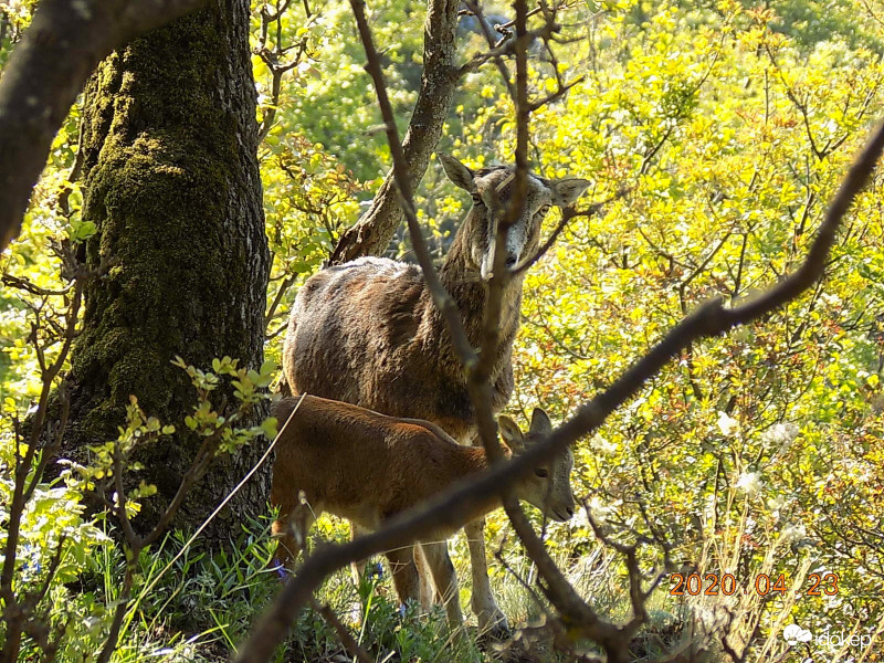 Muflonanya a csemetéjével.
