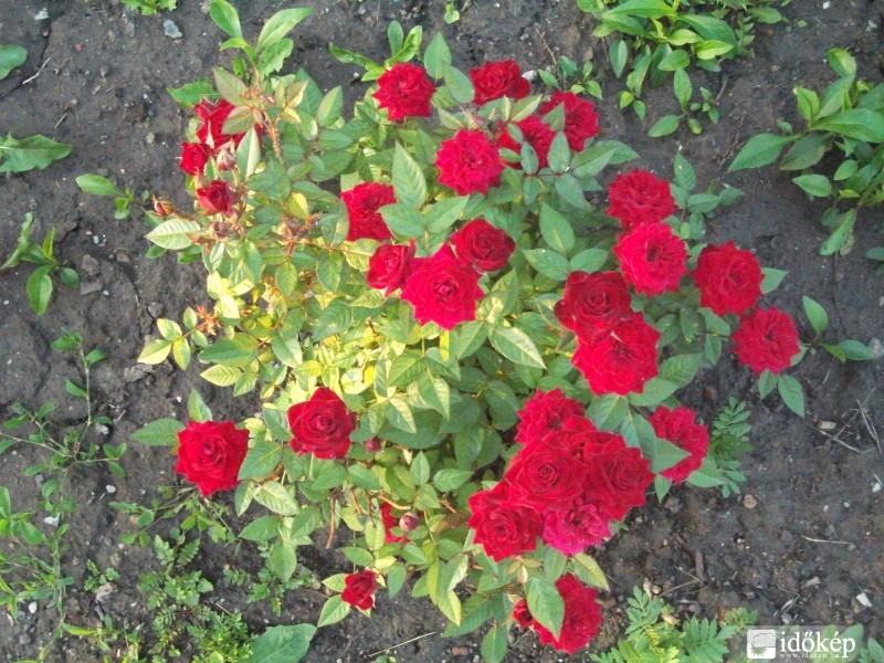 Vörös rózsák