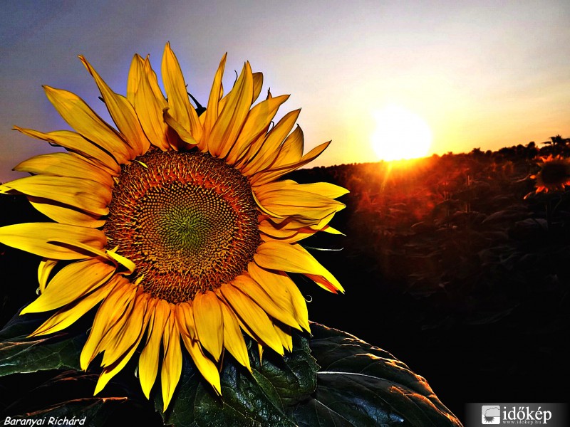 Napraforgó földön