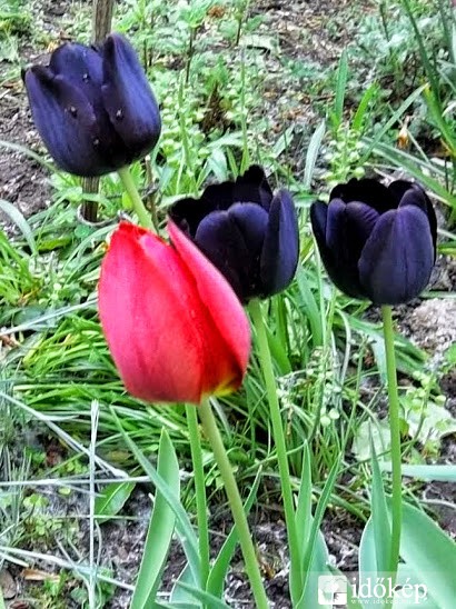 Fekete tulipán