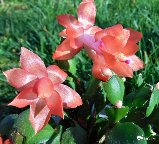 Boldog Karácsonyt Mindenkinek!