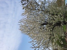Keszthely