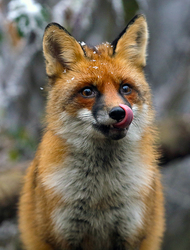 Kostolást vállalok!