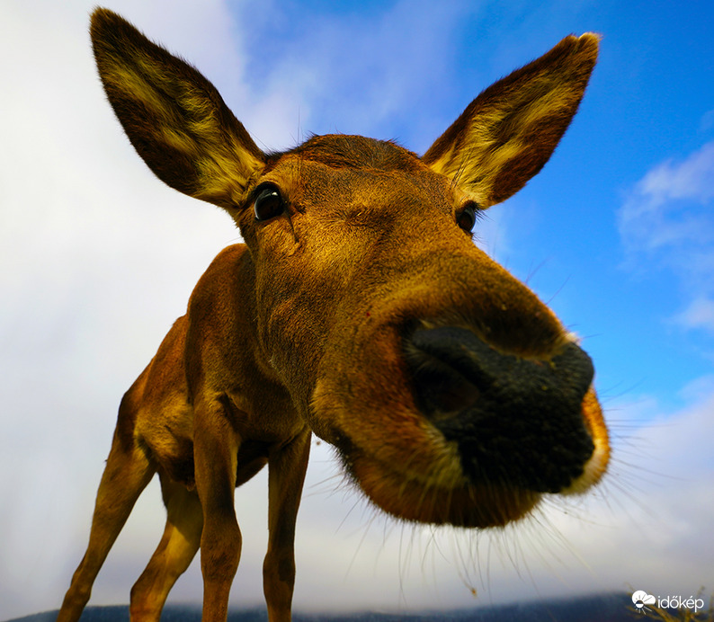 Na mutasd, mi a karácsonyi meglepetés ?