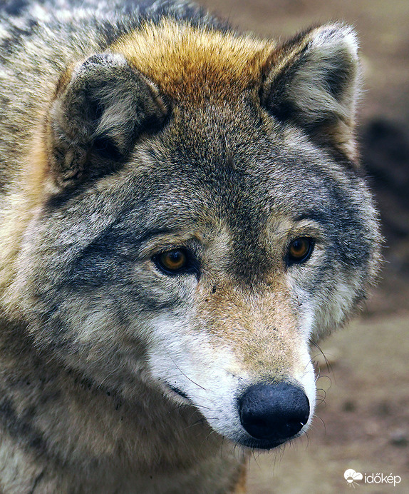 Már megint összekevertem a télapót Piroskával.