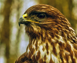 Egy komoly portrét kért :)