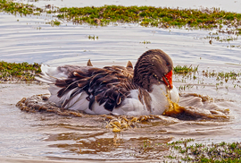 Kis "kacsa" fürdik fekete tóba :)