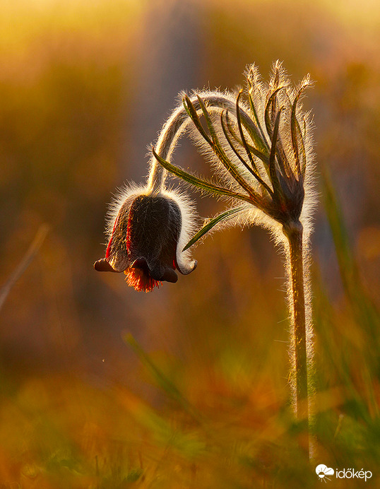 Álmodni mennek a virágok, holnap újra megszépítik a világot!