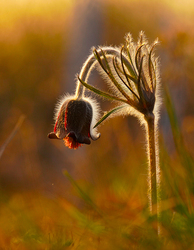 Álmodni mennek a virágok, holnap újra megszépítik a világot!