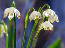 Boldog Nőnapot Kívánok!