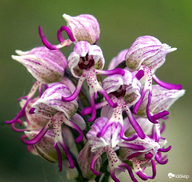 A Majomok bolygója.