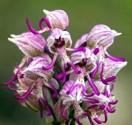 A Majomok bolygója.