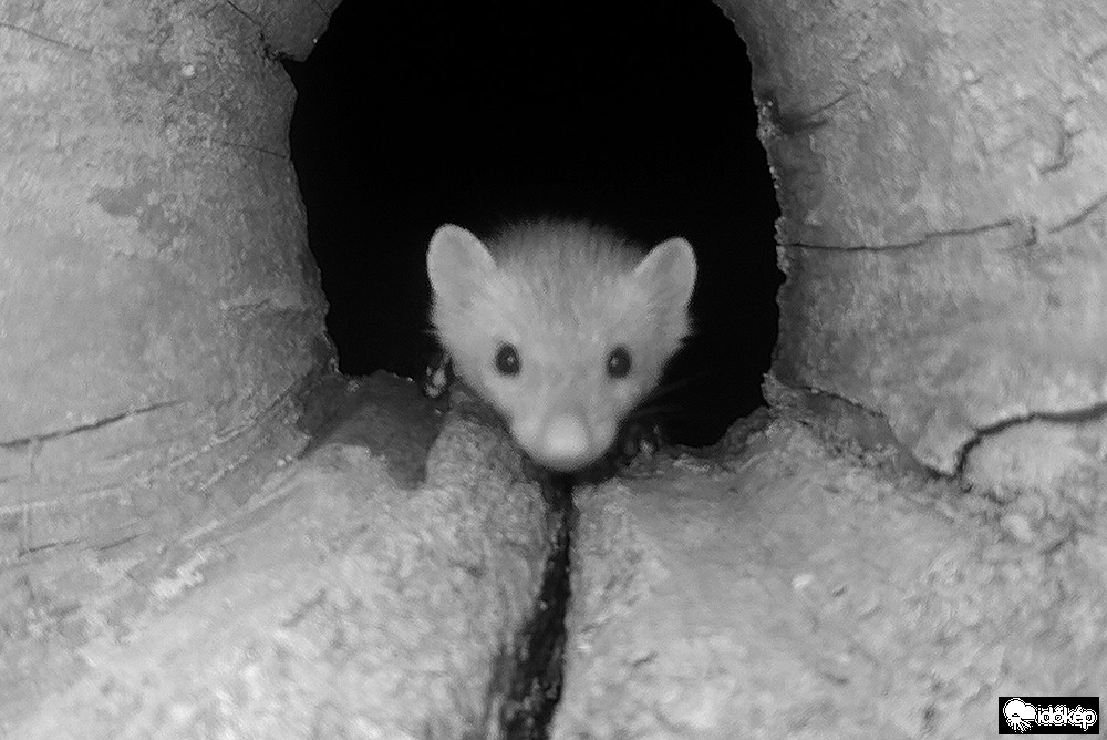 Autó villamossági szerelést kérsz :)
