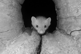 Autó villamossági szerelést kérsz :)