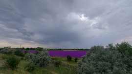 Színpompás szarkaláb Szegeden