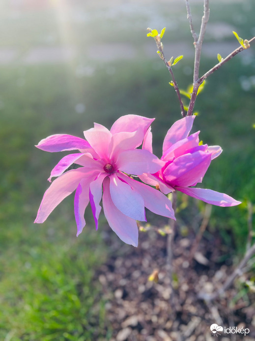 Csodálatos magnóliám :)