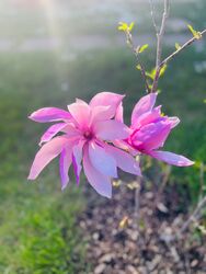 Csodálatos magnóliám :)